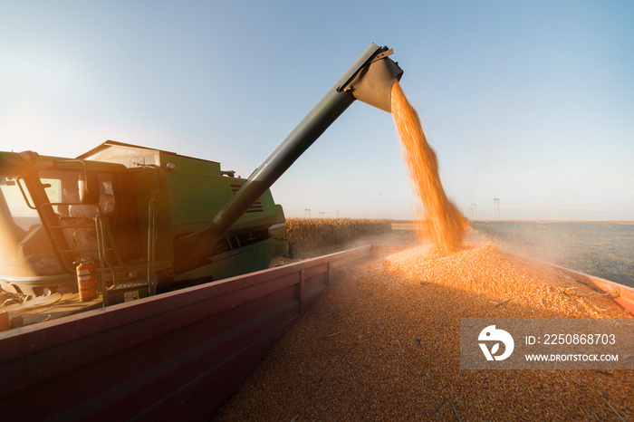 Pouring corn grain into tractor trailer