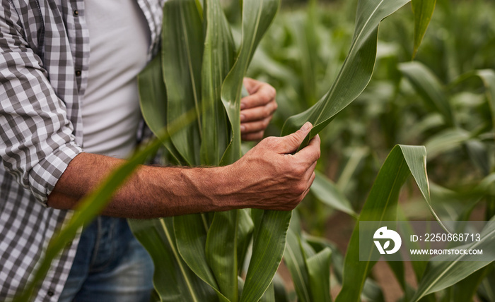 Crop farmer checking leaves of corn