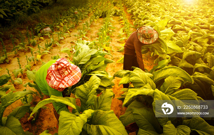 Farmers collect tobacco leaves on farms