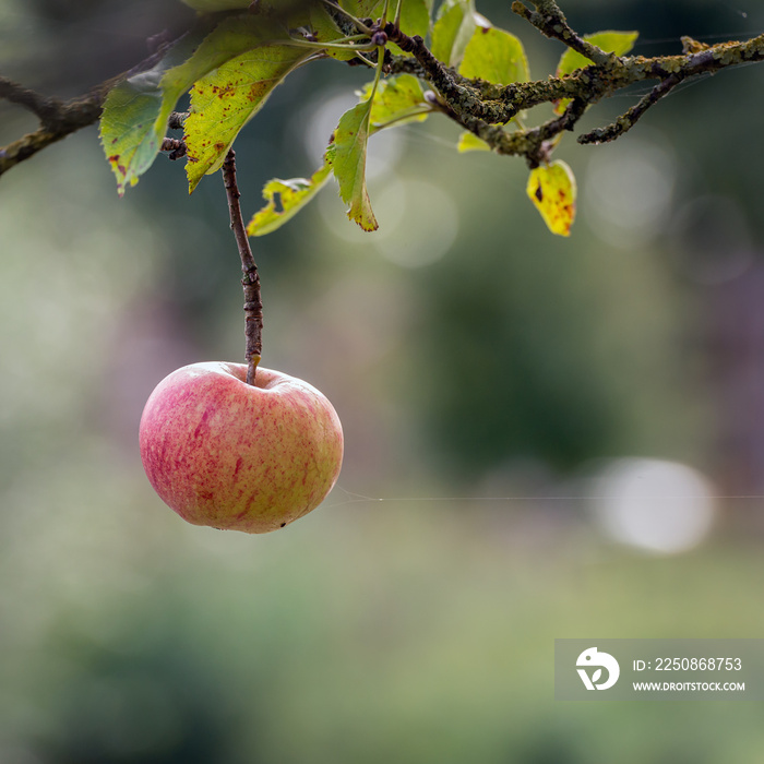 苹果树枝上一个苹果的方形图像
