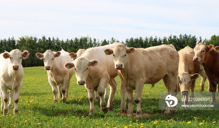 Curious Charolais steers looking at camera in the field on a spring day