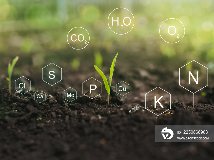 营养矿物质在玉米植物和土壤生活中的作用，带有数字矿物质营养图标。