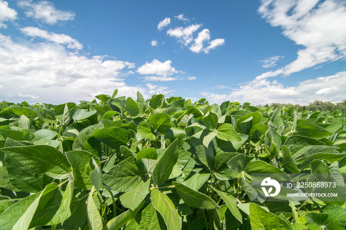 Close up photo of soy field