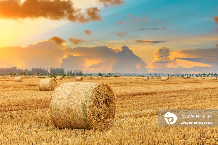 Round straw bales on farmland