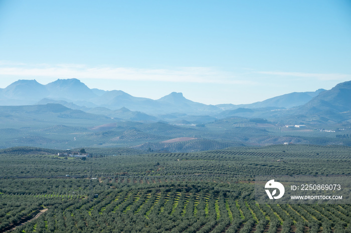 Large extensions of fields planted with olive trees in Jaén (Spain)