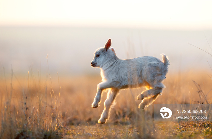 Cute yeanling running on field at sunset