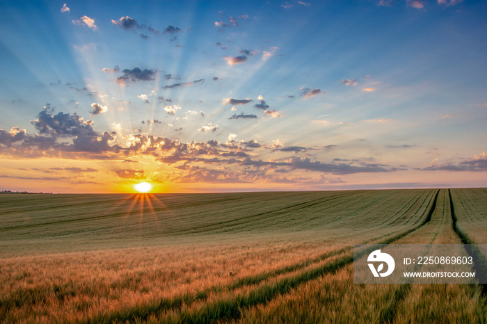 Wheat field with blue sky with sun and clouds against the backdrop