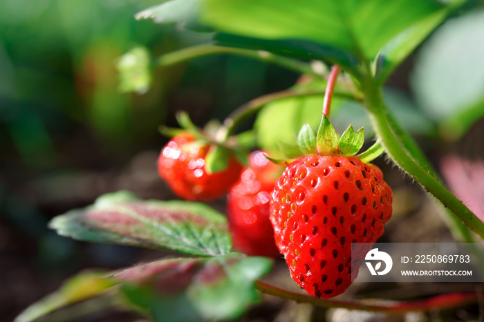 Fresh ripe organic strawberries growing in the garden on a sunny day in close-up