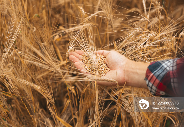在麦田里握着麦粒的农民的手。