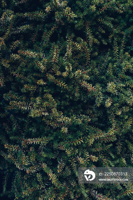 Mini spruce green tree texture, close up.