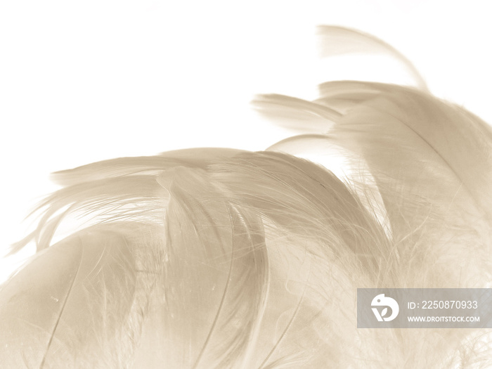 Beautiful abstract white and brown feathers on white background and soft yellow feather texture on w