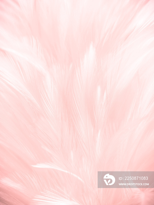 白色背景上美丽抽象的白色和粉色羽毛，别针上柔软的白色羽毛纹理
