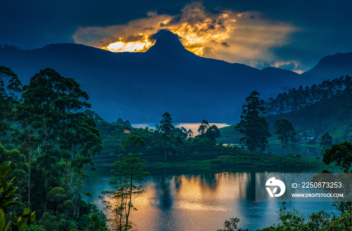 日落时的茶园全景-背景是斯里帕达峰