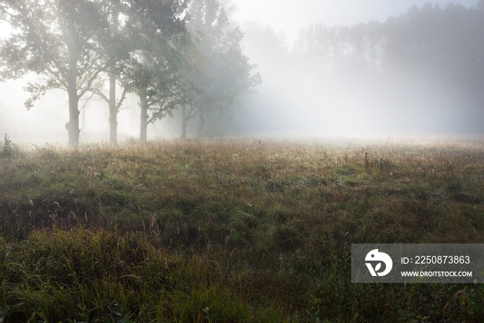 Picturesque scenery of the dark forest in a mysterious fog at sunrise. Sun rays through the old migh