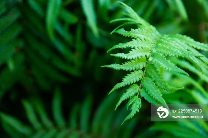 Green ferns leaves green close up background