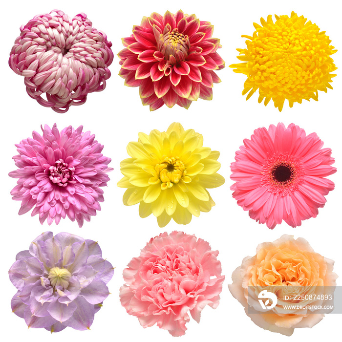Flowers head collection of beautiful gerbera, rose, clematis, daisy, carnation, chrysanthemum, dahli