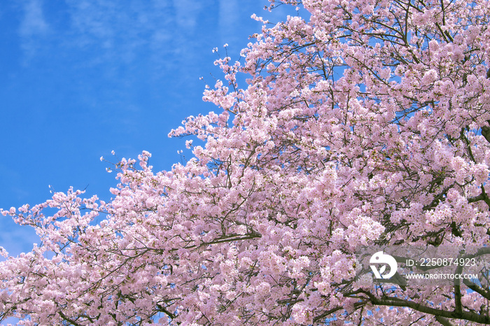 春空に咲き誇る満開の桜