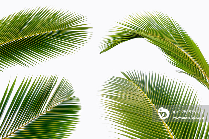 coconut leaf isolated on white background