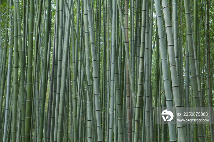 Bamboo forest at Kyoto, Japan