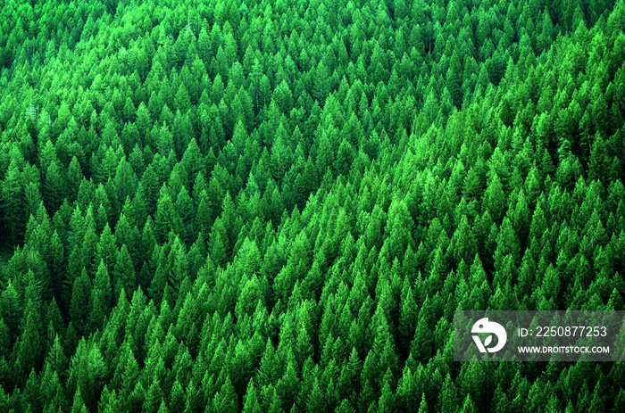 Forest of Pine Trees in Wilderness Mountains