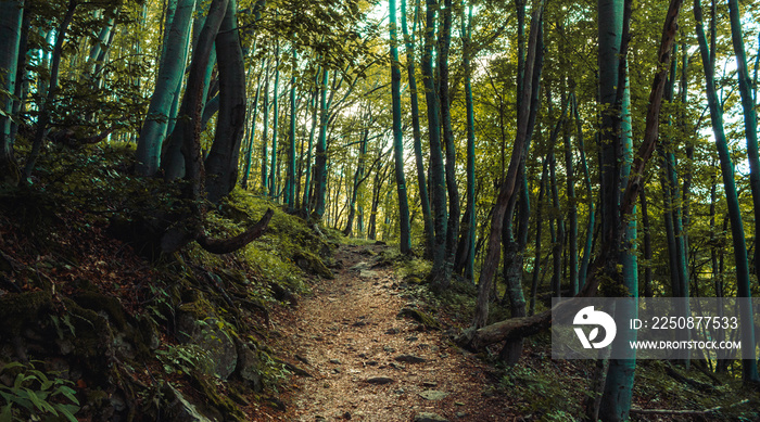 forest path landscape, beautiful nature in Bulgarian mountain