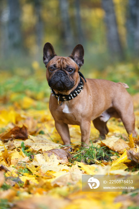 red french bulldog posing outdoors in autumn