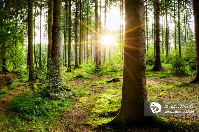 Beautiful forest with bright sun shining through the trees