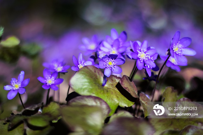 Hepatica紫色的花生长在森林里。
