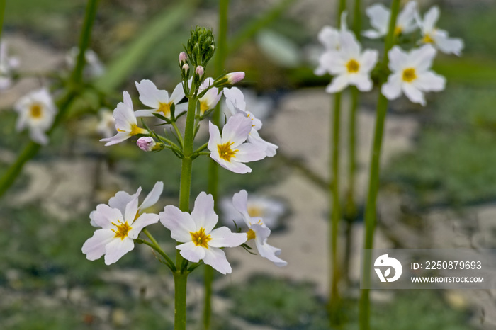 Close-up of white water violet flowers in a creek