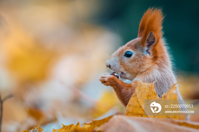 Portrait of a cute red squirrel (Sciurus vulgaris)