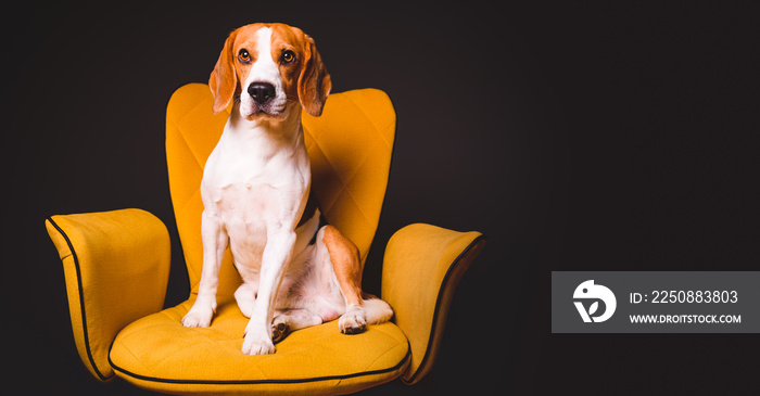 A beagle dog sits on a yellow chair in front of a black background. Cute dog on furniture, copy spac