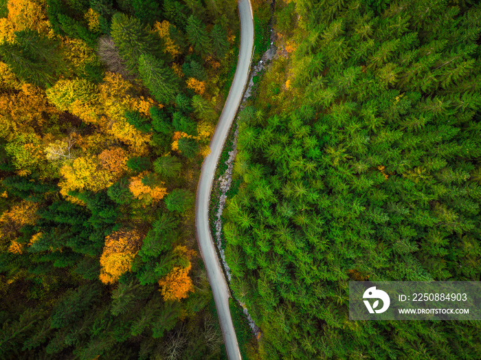 Top down drone view on winding road trough autumn forest