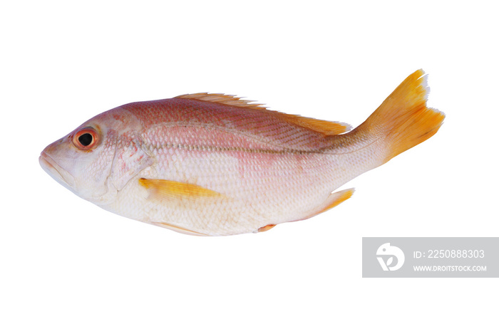 Snapper fish isolated on white background