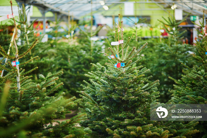 市场上有很多圣诞树