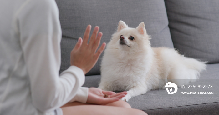 女子在家训练波美拉尼亚犬