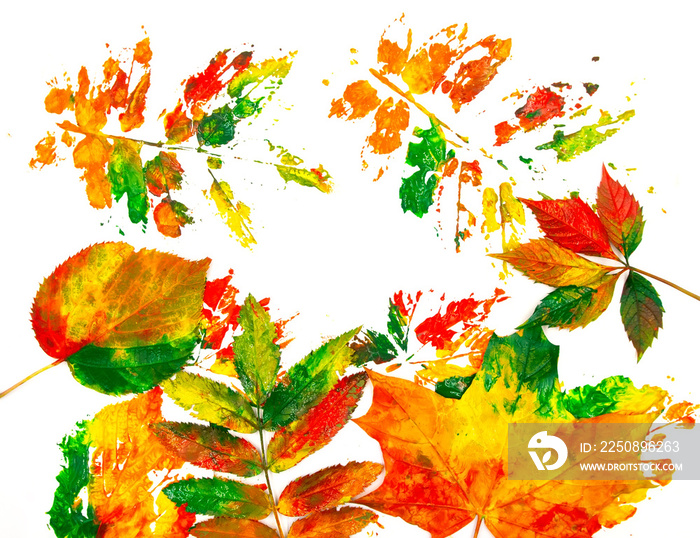 Yellow green red painted fall leaves and gouache paint strokes isolated on white background. A photo