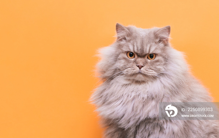 Portrait of a cute fluffy pet, a cat on a orange background looks into the camera. Gray adult cat is