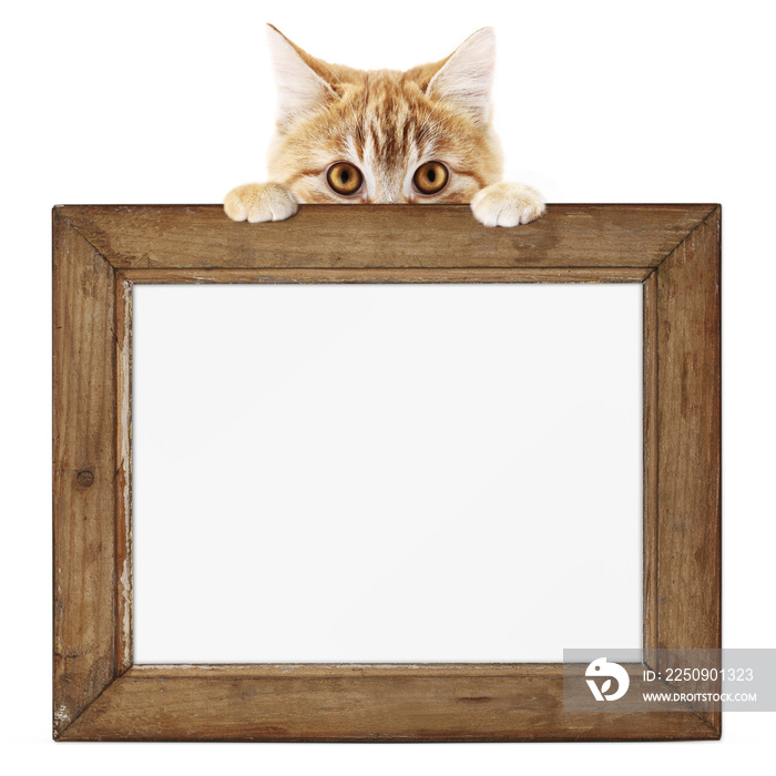 有趣的宠物猫展示了一个隔离在白色背景空白模板上的木制相框和复制sp