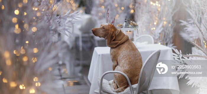 Braque Du Bourbonais犬头戴驯鹿鹿角的新年和圣诞节概念