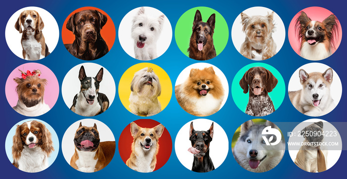 Young dogs are posing. Cute doggies or pets are looking happy isolated on colorful or gradient backg