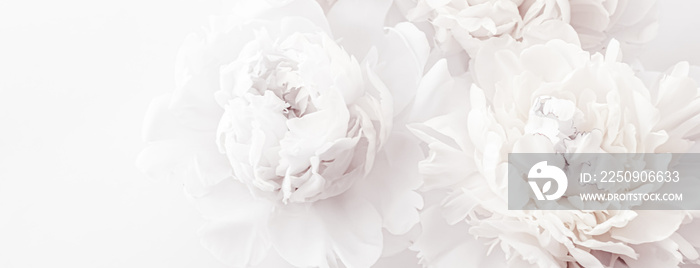 Pure white peony flowers as floral art background, wedding decor and luxury branding design