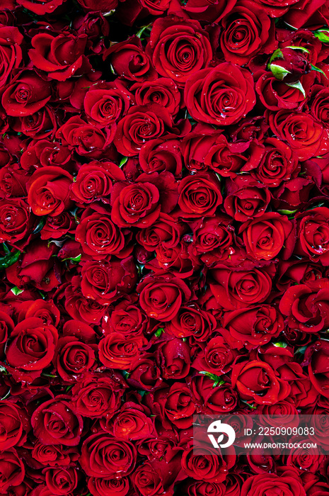 天然红玫瑰纹理背景，封面或横幅背景的美丽玫瑰纹理，Love roma