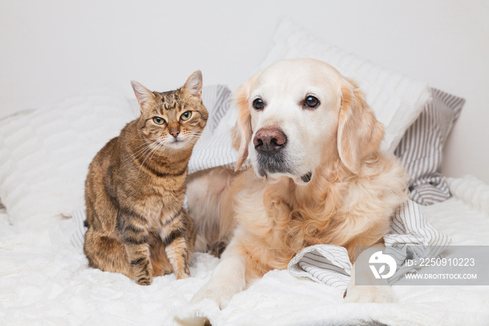 快乐的年轻金毛寻回犬和可爱的混血虎斑猫在舒适的格子布下。动物温暖了