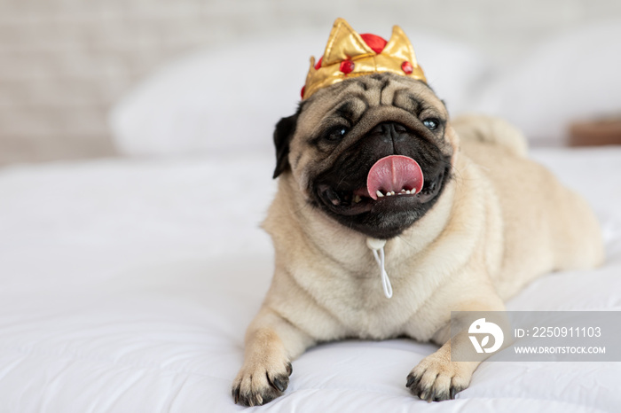 Cute dog pug wearing crown costume and lying smile with happiness and relax feeling in cozy bedroom,