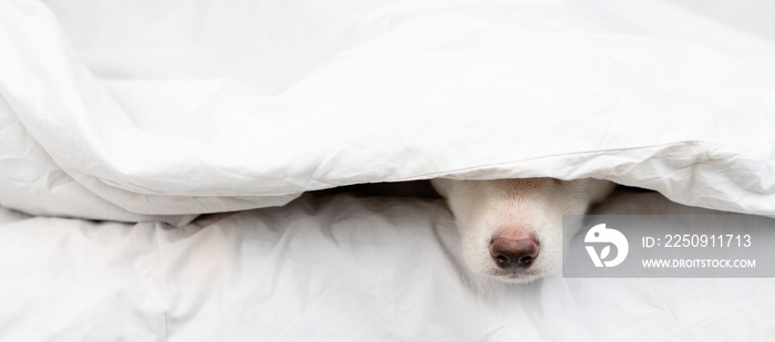 狗的鼻子从白色毯子下伸出来。空白处是文本