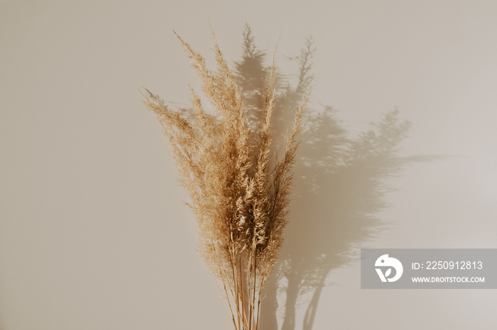 Beautiful fluffuy reeds bouquet on table. Minimalist concept, trendy colors, boho style