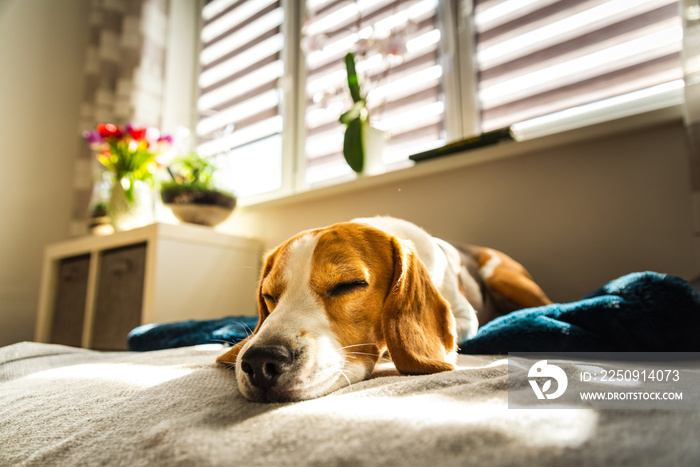 Beagle dog tired sleeps on a couch in bright room. Sun lights through window