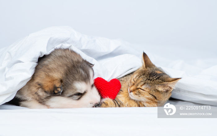 Malamute puppy and kitten sleep at home under a blanket with a red plush heart between them. Valenti