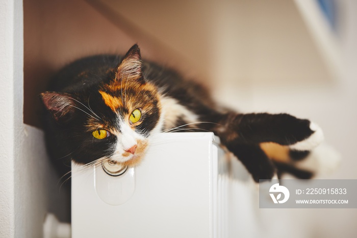 Cat on the radiator