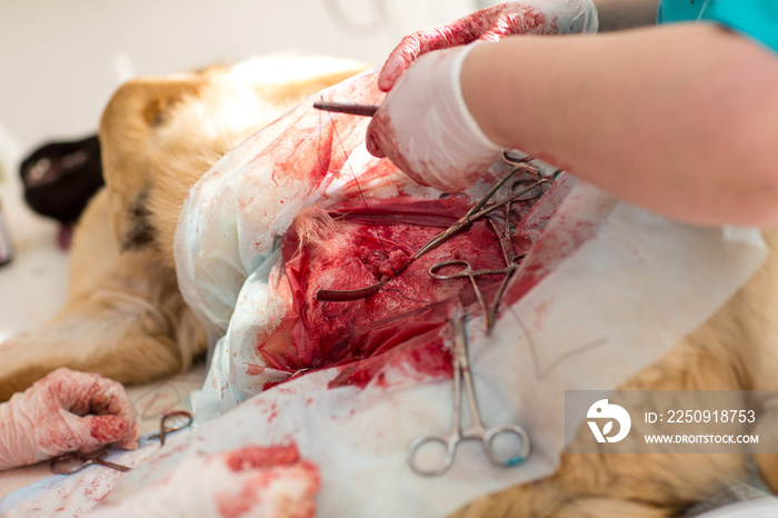 兽医诊所的外科手术。狗的疝切除和绝育